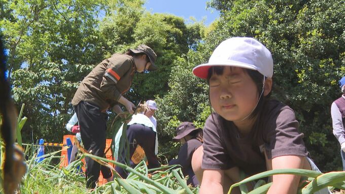 「はなちゃん手伝って！」　小中学生が特産タマネギ収穫　苗植え付けから手がける　山口・萩　|　山口のニュース・天気・防災｜tys NEWS｜ｔｙｓテレビ山口