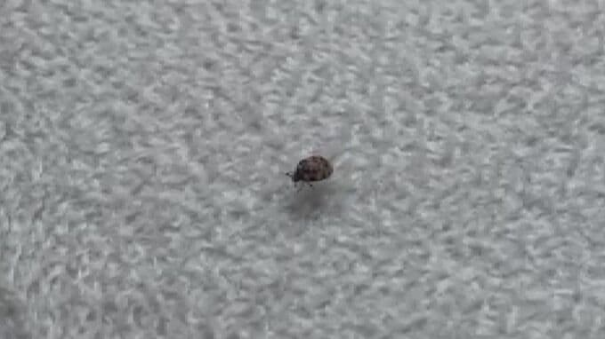衣類を食べて穴だらけにしてしまう…初夏にかけての超厄介者「カツオブシムシ」に注意　対策は？|TBS NEWS DIG