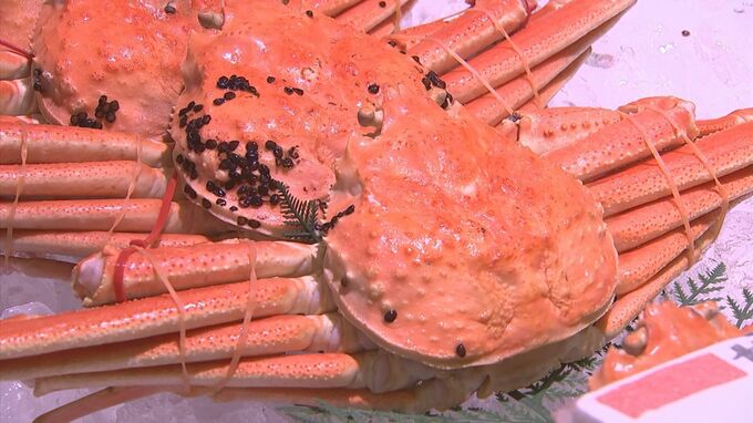 漁獲量が減少傾向の「松葉がに」　値上げもある中、価格「例年通り」の市場も　お得に買うタイミングは？　|　BSSニュース | BSS山陰放送