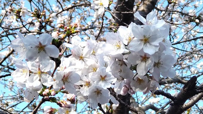 春の叙勲　「旭日章」と「瑞宝章」　県内在住者52人が受章　大分　|TBS NEWS DIG