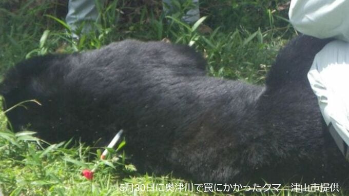 ツキノワグマに右腕を噛まれ クマと一緒に斜面を滑落し右足などに多数のけが　5月30日にも同地区でみつかり放獣【岡山・津山市】　|　岡山・香川のニュース | 天気 | RSK山陽放送