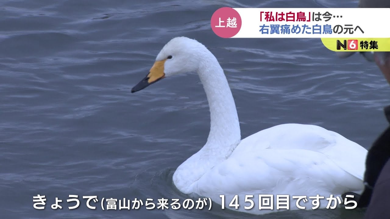 え？白鳥が歩いてる…「意味わからん…」“歩く白鳥”いったいどこへ何しに