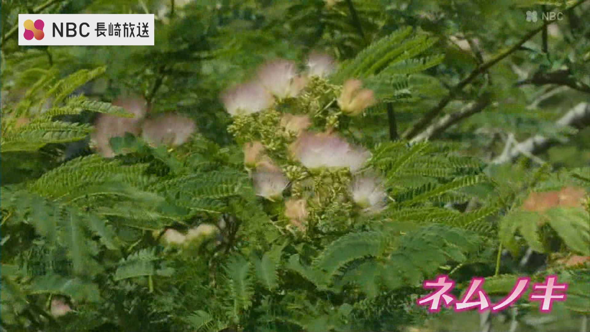 島に夏を告げる 対馬の 合歓の木 ネムノキ の花 Tbs News Dig 1ページ