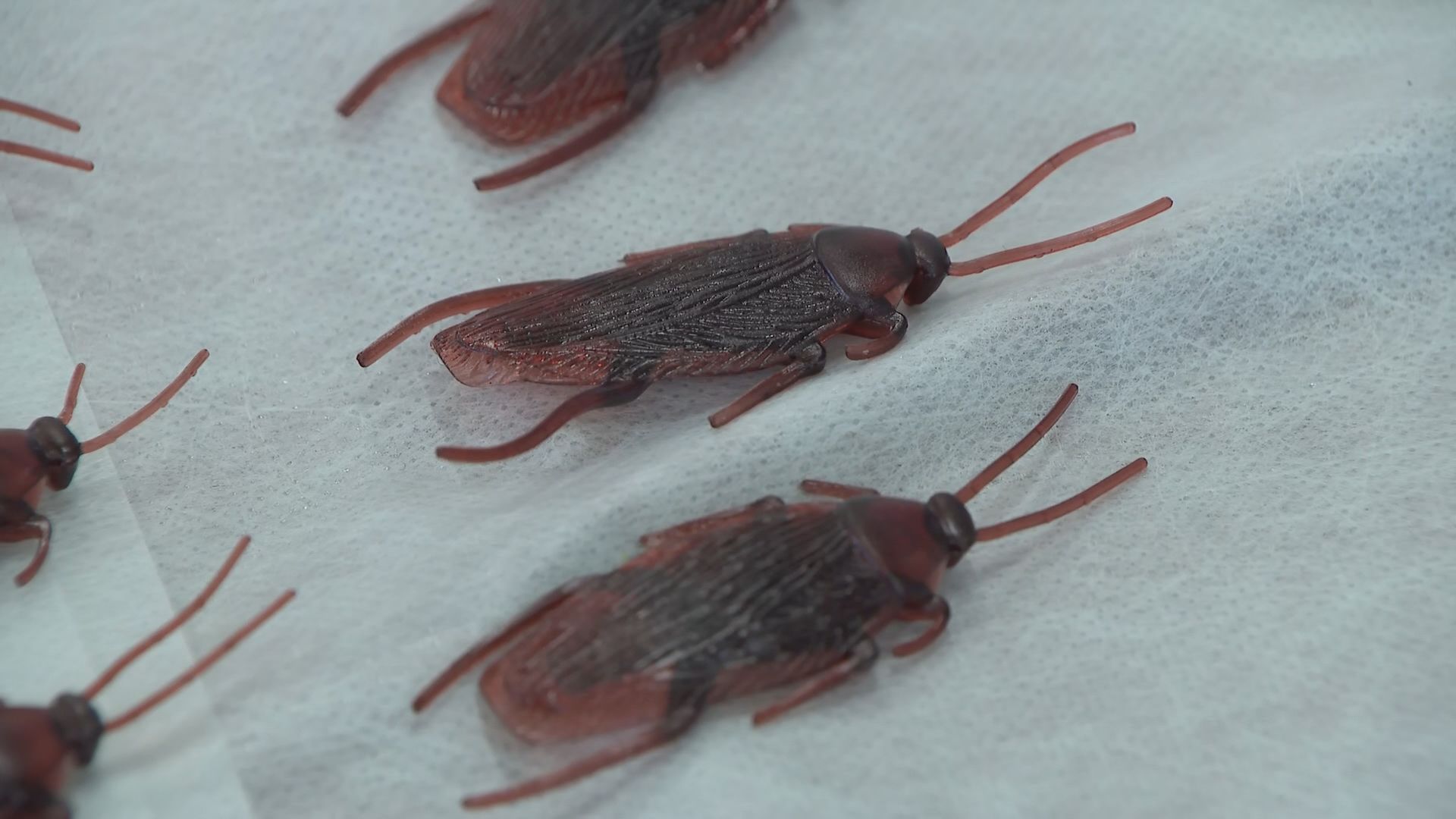 覚醒剤密売で押収したのは“ゴキブリのおもちゃ”「無人販売店」形式で人除けのために置いたか