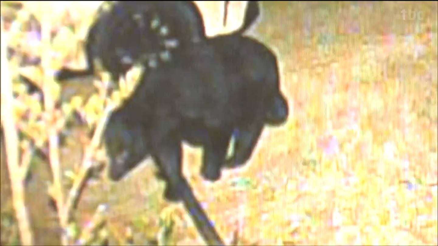 防犯カメラ映像】仙台の駐車場歩く「クマの姿」目撃相次ぐクマは同一