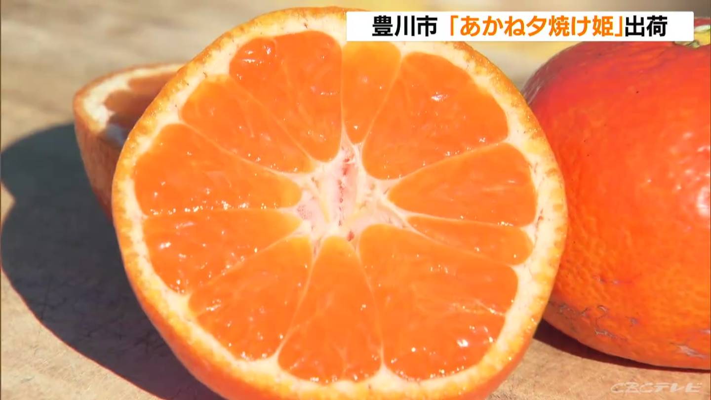 糖度12度以上で鮮やかなオレンジ色のミカン「あかね夕焼け姫」の出荷始まる 愛知・豊川市が改良
