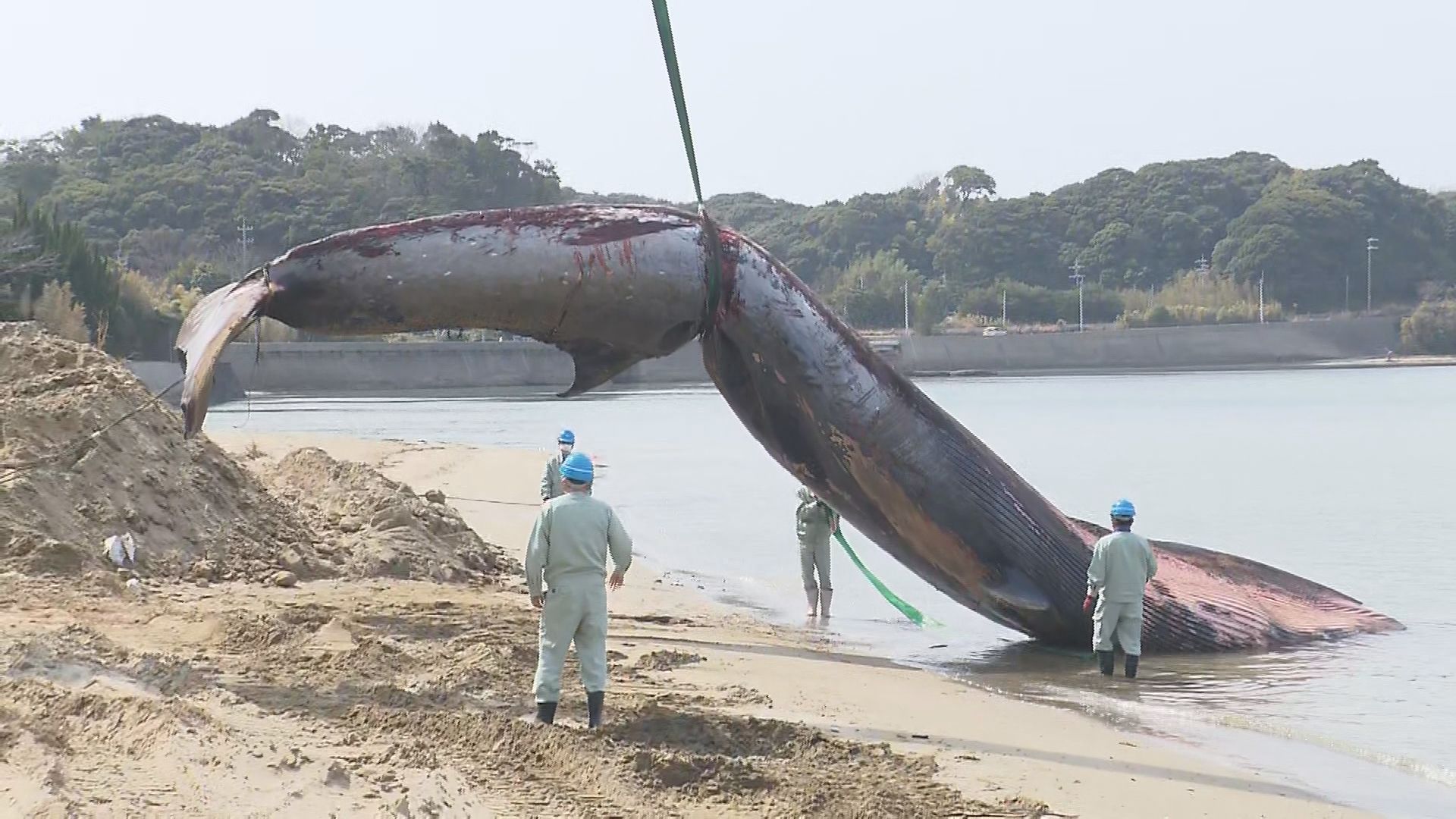 クジラ持ち上げられる…打ち上げられたクジラの埋設作業再開 山口県長門