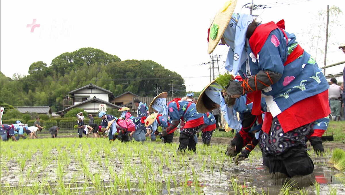 神の田んぼで豊作祈願～太宰府天満宮「御田植祭」 | TBS NEWS DIG