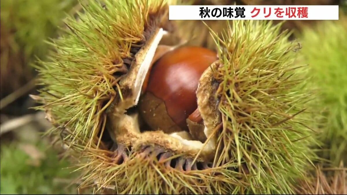 いままでで一番最高」 焼き栗で旬の味覚を味わって！ 夏の暑さと日照り