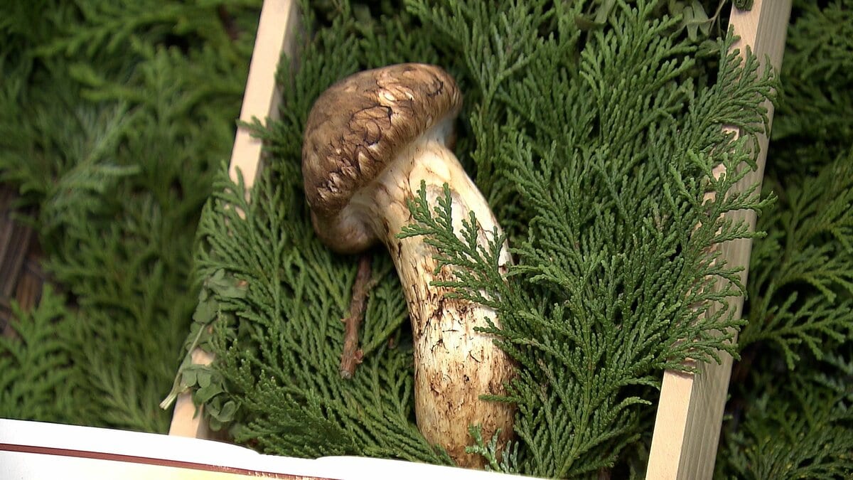 岡山県産の松茸「価格は1本約60グラムで4万3200円」デパートに初入荷