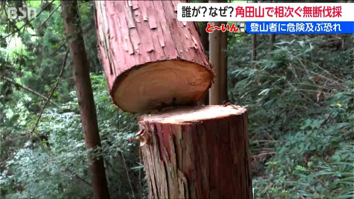 サムネイル_誰が何のために？ 年間10万人が訪れる角田山で “無断伐採”　100本切られたまま放置　法令違反となる可能性も  新潟市が初の税金処理へ