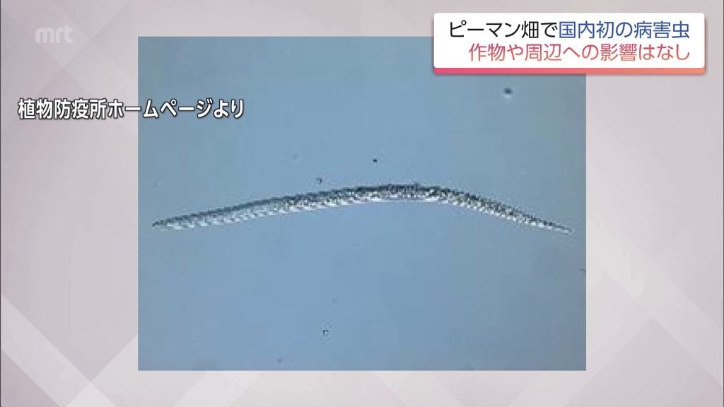 作物の根に寄生する病害虫「グアバネコブセンチュウ」　宮崎県西部のピーマン畑で国内初確認　