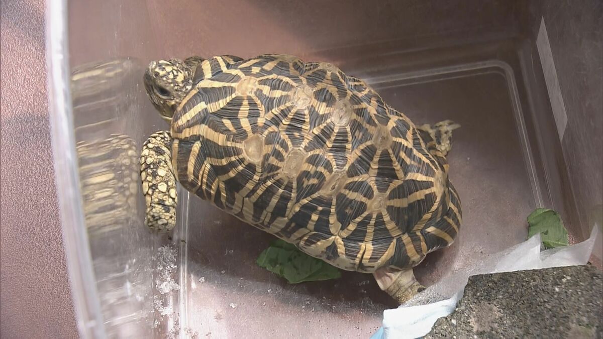 ｢カメを捕獲している｣ 住宅の駐車場で“インドホシガメ”とみられるカメが見つかる 体長は約20センチ 譲渡や販売には環境省の登録･許可が必要 岐阜･垂井町