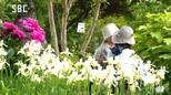 高原のオープンガーデンで初夏の花が見ごろに 趣が異なる4つの庭に約500種の植物 開園5周年でコンサートも 長野市戸隠|TBS NEWS DIG