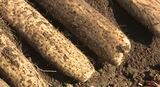 甘さも粘りもコクも例年以上！特産の長いも収穫最盛期　長野・山形村|TBS NEWS DIG