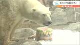 「暑さを乗り切ってね!」ホッキョクグマ大喜び “ひんやり”氷をプレゼント | 宮城のニュース│tbc NEWS│tbc東北放送