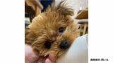 愛犬の死 飼い主が動物病院の院長を提訴 「ペットはものじゃない。人間と同じように扱って欲しい」大阪地裁|TBS NEWS DIG