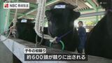 1頭100万超も厳しい畜産環境 子牛の初セリ 飼料価格高騰が大きな負担 五島 | 長崎のニュース | 天気 | NBC長崎放送