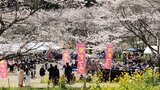 3000本の桜がほぼ満開 安岐ダム桜まつり 大分 | 大分のニュース|OBS NEWS|大分放送