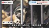 9ミリの穴で…?シロテナガザル モモの“謎の出産”で 赤ちゃんの父親がDNA鑑定で判明【長崎・佐世保】 | 長崎のニュース | 天気 | NBC長崎放送