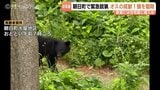 直前に住宅敷地への侵入か…町内で初の緊急銃猟、オスの成獣クマを駆除　「少しほっとした」の一方で課題も　富山・朝日町　|　富山のニュース｜天気・防災｜チューリップテレビ