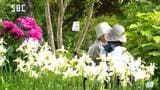 高原のオープンガーデンで初夏の花が見ごろに　趣が異なる4つの庭に約500種の植物　開園5周年でコンサートも　長野市戸隠|TBS NEWS DIG
