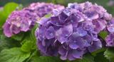 「浮気」「強い愛情」色で変わるアジサイの花言葉 その色は何で決まる? | 愛媛のニュース - Nスタえひめ|あいテレビは6チャンネル