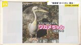 ペリカン“看板娘”「ワカメちゃん」、実は男の子でした|TBS NEWS DIG