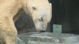 【旭山動物園】夏本番!動物たちに"氷の柱"をプレゼント 特製のハチミツ入り ヒグマやニホンザルは氷に夢中|TBS NEWS DIG