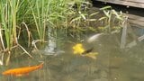 商業施設にいつの間にか“錦鯉”の群れ　管理・飼育ゼロ… 誰かが放流？なぜ育つ？ パークプレイス大分“噂の真相”|TBS NEWS DIG