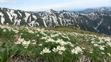 “幸せを招く花”と残雪と… 絶景の飯豊連峰・門内岳 | 新潟のニュース・天気|BSN NEWS|BSN新潟放送