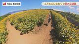 ヒマワリの巨大迷路 地元の小学3年生が考案【長崎県 雲仙市】 | 長崎のニュース | 天気 | NBC長崎放送