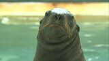 水族館「うみたまご」トドの赤ちゃん生まれる すくすく成長中 大分 | 大分のニュース|OBS NEWS|大分放送