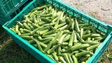 野菜も”夏バテ” 水分足りず硬いオクラに 農家も「この暑さは異常です」 | 福岡のニュース|RKB NEWS|RKB毎日放送
