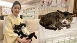 【 ねこ 】藤あや子さん 新入り保護猫「じゃこ天」くんのイカ耳警戒をなだめる「ゆーっくりでいいから慣れていこうね」|TBS NEWS DIG