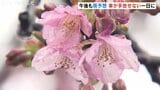 雨の中 カワヅザクラのピンクがきれい！富山県内は雨模様で肌寒い一日に|TBS NEWS DIG