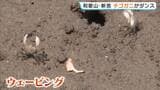 干潟の穴からひょっこり「チゴガニ」がハサミを振りユーモラスにダンス!求愛行動や縄張り争いなどを意味する動き? 見られるのは10月ごろまで 和歌山・新宮市|TBS NEWS DIG