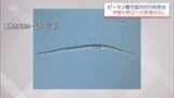 作物の根に寄生する病害虫「グアバネコブセンチュウ」　宮崎県西部のピーマン畑で国内初確認　　|　MRTニュース ｜ ＭＲＴ宮崎放送