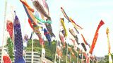 こどもの日　思川鯉のぼり展示イベント　子ども達が鯉のぼり揚げる|TBS NEWS DIG