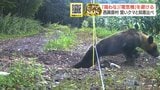 ヒグマSOS “賢い”クマと知恵比べ 電気柵は「穴を掘ってくぐる」…驚異の学習能力 北海道西興部村|TBS NEWS DIG
