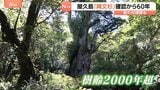 「屋久島を食い物にするような観光にはしたくない」直面する新たな課題 樹齢2000年超の「縄文杉」確認から60年 屋久杉の幹の空洞化や風雪で折れるケース相次ぐ|TBS NEWS DIG