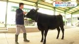 繁殖牛のチャンピオン決めるコンテスト エサ代高騰も…頑張れ「まつり号」 鹿児島県・伊佐市 | 鹿児島のニュース|MBC NEWS|南日本放送