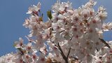 ソメイヨシノから八重桜へ 四尾連湖畔で見頃を迎えた桜 山梨・市川三郷町 | 山梨のニュース | UTYテレビ山梨