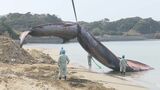 クジラ持ち上げられる…打ち上げられたクジラの埋設作業再開　山口県長門市　|　山口のニュース・天気・防災｜tys NEWS｜ｔｙｓテレビ山口