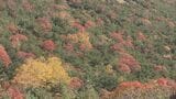 「紅葉を見に行こうよう！」色鮮やか、今が見頃の浄土平へ　福島　|　福島のニュース│TUF