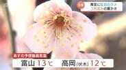 春の足音！立春の4日は3月並みの暖かさ　早咲きの梅が見頃、雪景色を彩る紅白の花々とメジロの共演も　5日はさらに気温上昇13℃の予想　富山　|　富山のニュース｜天気・防災｜チューリップテレビ
