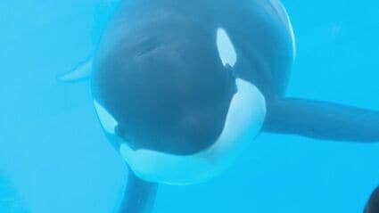 名古屋港水族館の顔 国内唯一のオスのシャチ「アース」16歳が死ぬ 来館