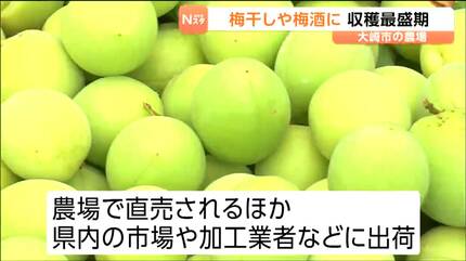 ウメの主力品種「白加賀」の収穫最盛期 霜被害なく順調に育った良質な
