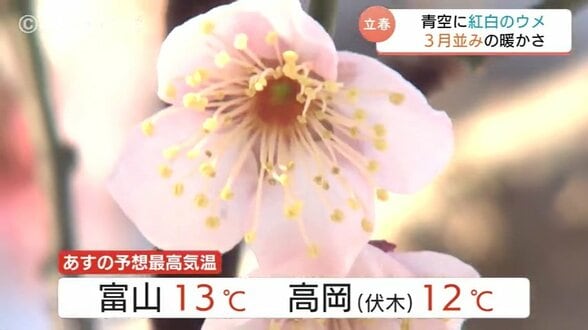 春の足音！立春の4日は3月並みの暖かさ　早咲きの梅が見頃、雪景色を彩る紅白の花々とメジロの共演も　5日はさらに気温上昇13℃の予想　富山　|　富山のニュース｜天気・防災｜チューリップテレビ