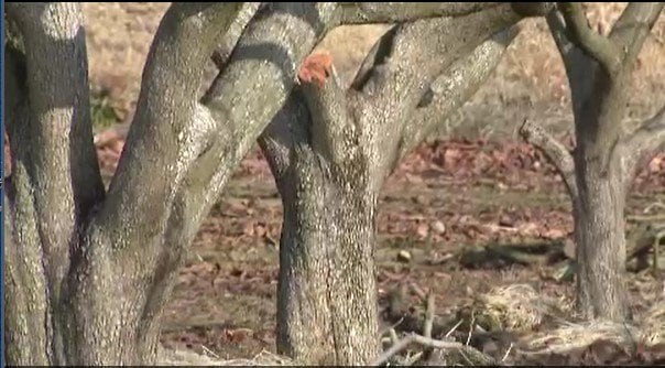 「意識がない」柿の木と農業用の運搬機の間にはさまれる　農作業中の83歳女性が死亡　夫が通報　長野・松川町　|　SBC NEWS | 長野のニュース | SBC信越放送